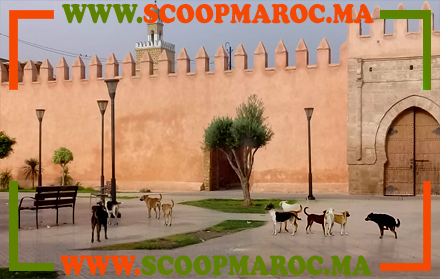 الكلاب تغزو مدينة سطات وتفرض حظرا للتجول ليل نهار راسمة صورة قاتمة على عاصمة عروس الشاوية