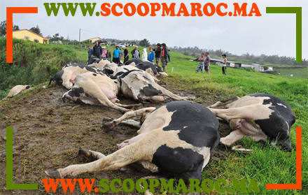 انفراد: رعب بين الكسابة بعد أنباء عن ظهور الحمى القلاعية بسطات.. السلطة ترفع حالة الطوارئ ومصالح السلامة الصحية تلتزم الصمت