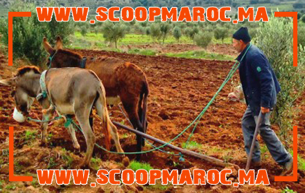 فلاحو الشاوية يضعون أيديهم على قلوبهم ويترقبون الغيث لإنقاذ محاصيلهم الزراعية