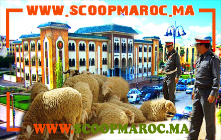 ما مسؤولية المجلس البلدي لسطات في ملف سرقة 60 رأس غنم بزريبة وسط المدينة؟