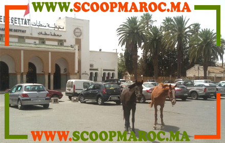 الفيديو الذي يبحث عنه الجميع.. شذرات من مظاهر البداوة بسطات