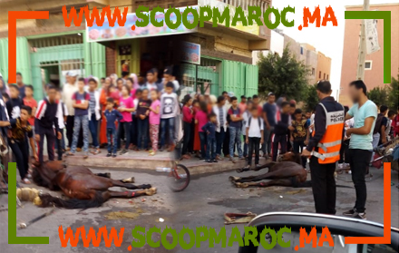 في واقعة غريبة بسطات.. سيارة تردي دابة جثة هامدة في حادثة سير على مستوى حي السلام