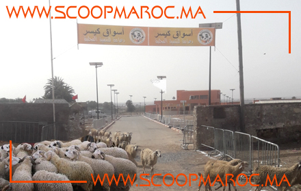 سوق المواشي والأبقار بكيسر يستأنف أنشطته التجارية بعد إغلاق لأزيد من شهر بسبب كورونا