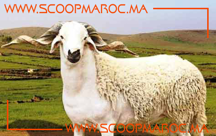 مليون و450 ألف رأس من الأضاحي رهن إشارة ساكنة جهة الدار البيضاء سطات والعرض يفوق الطلب