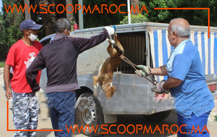 جماعة سطات تتفاعل بالإيجاب مع مواطني المدينة وتقود حملة واسعة لجمع الكلاب الضالة