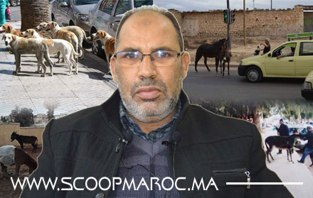 بالفيديو: حوار الصراحة والإثارة.. رئيس جماعة سطات: الكلاب الضالة والحيوانات الشاردة مكانها البادية وليس المدينة