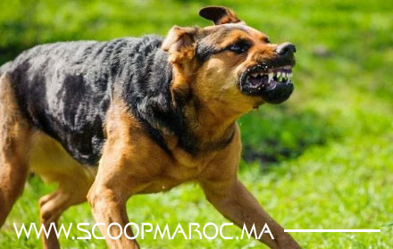 مديرية الحموشي تدخل على خط موضة ترويض ومرافقة الكلاب في الأماكن العمومية