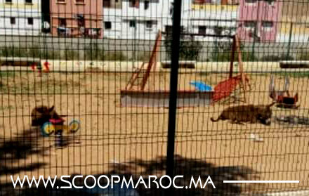 سكوب: سطات تعود للطوندونس عبر صورة تكتسي صبغة جنائية أشعلت الفايسبوك تنسف الأداء الجماعي