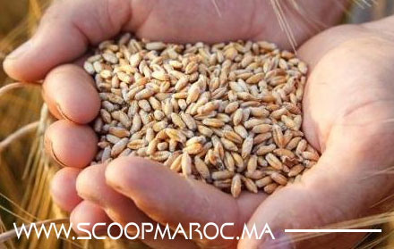 توقعات بإنتاج أزيد من 6 ملايين قنطار من الحبوب بإقليم سطات خلال الموسم الفلاحي الجاري