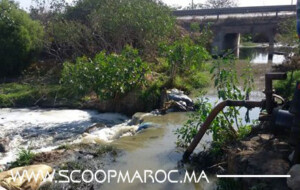 متابعة بالصور: الحشرات تقض مضجع الساكنة السطاتية في ظل جائحة كورونا.. مجهودات مبذولة والقطاع الوصي في سباته