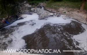 متابعة بالصور: الحشرات تقض مضجع الساكنة السطاتية في ظل جائحة كورونا.. مجهودات مبذولة والقطاع الوصي في سباته