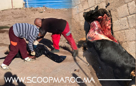 كلب مسلوخ وسط الشارع العام بسطات يسائل مسؤولي المدينة