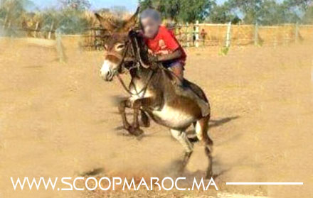 مصرع طفل على يد بغل هائج ضواحي سطات