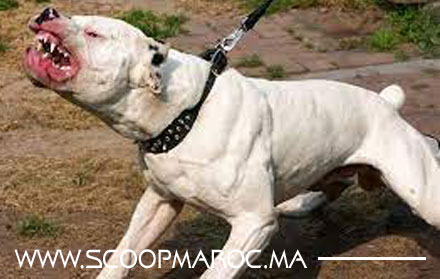 برافو: خلية الأمن المدرسي بسطات توقف شخص أمام ثانوية بن عباد متحوز لكلب مصنف خطر