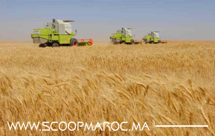 السيبة بسطات.. انتهازين يستعدون لحصد محصول أراضي الدولة بعد حرثها عنوة