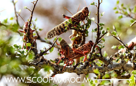 سطات: الجراد يهاجم مزروعات أولاد فارس الحلة ويفاقم الأمة الفلاحية.. فلاحون يناشدون المسؤولين سرعة التحرك