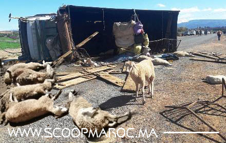 انقلاب شاحنة محملة بالمواشي يتسبب في نفوق عشرات الأكباش ضواحي سطات