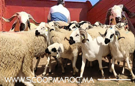 أياما قبل عيد الأضحى.. عصابة "الفراقشية" تضرب بقلب مدينة سطات